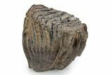 Fossil Woolly Mammoth Lower M Molar - Poland #357040-1